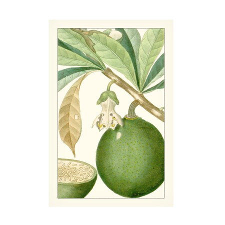 Turpin 'Turpin Exotic Botanical VIII' Canvas Art, 12x19